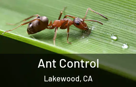  Ant Control Lakewood, CA