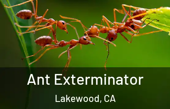  Ant Exterminator Lakewood, CA