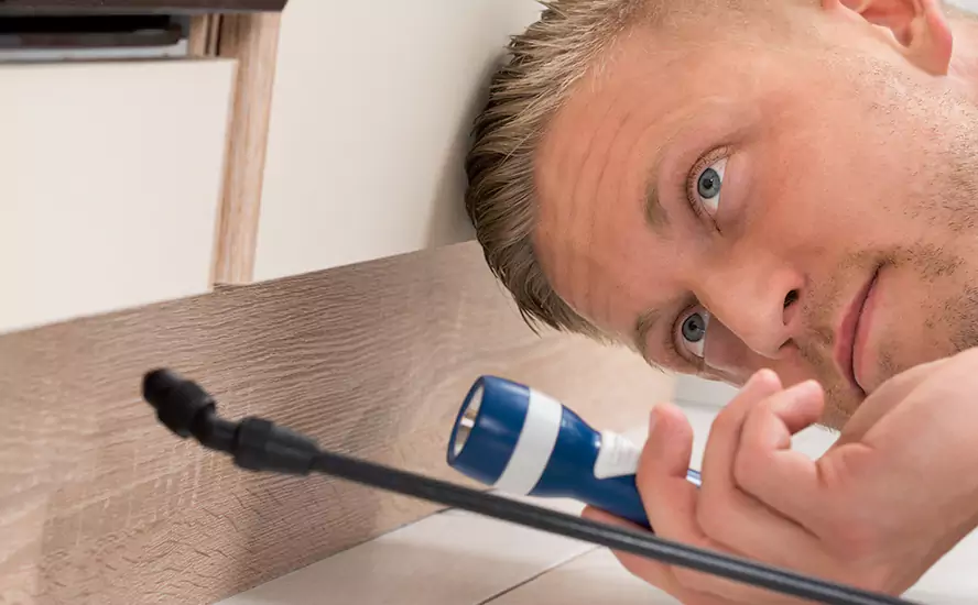 Top-Notch Pest Control in Lakewood