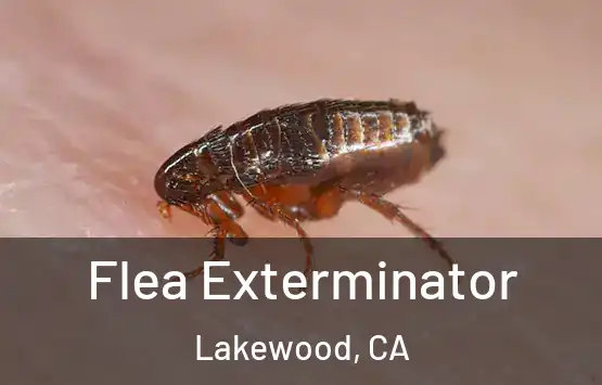  Flea Exterminator Lakewood, CA