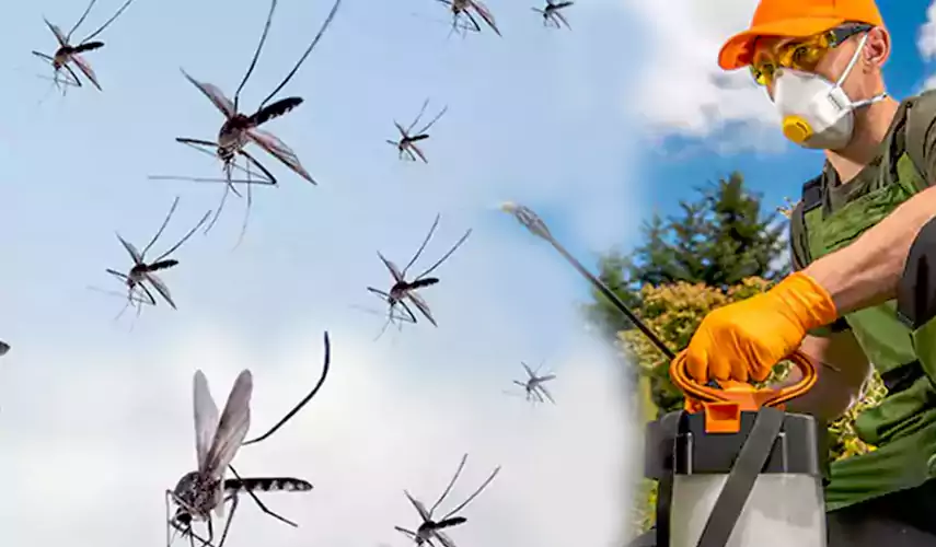 Mosquito Pest Control in Lakewood, CA