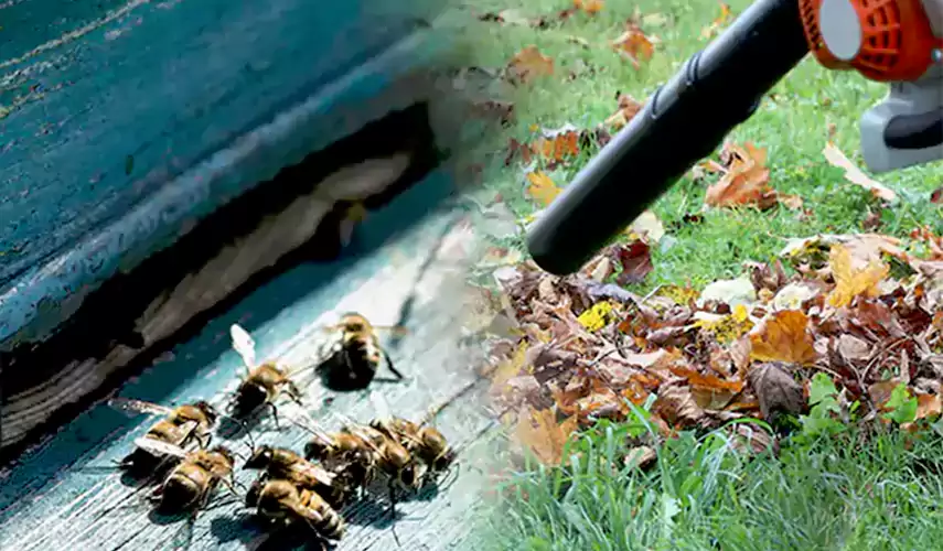 Wasps Pest Control Lakewood, CA