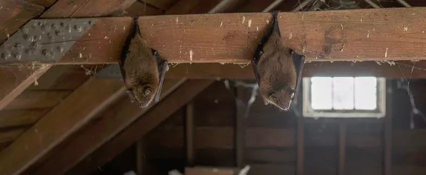 bat-exterminator in Lakewood, CA