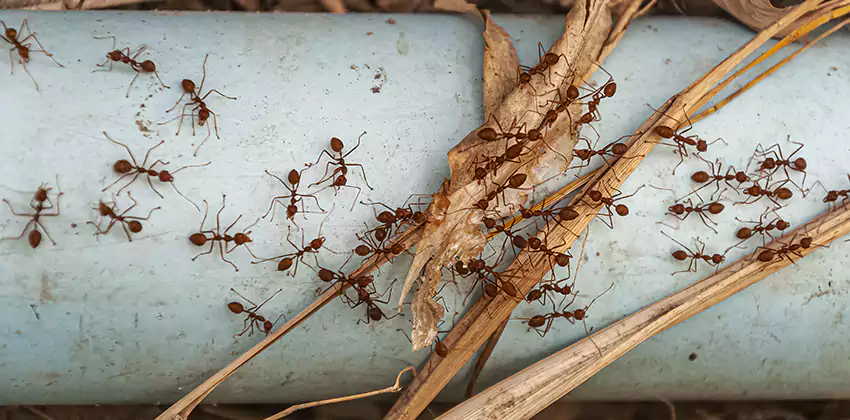 Fire Ant Extermination in Yards, Parks, and Outdoor Spaces Lakewood, CA
