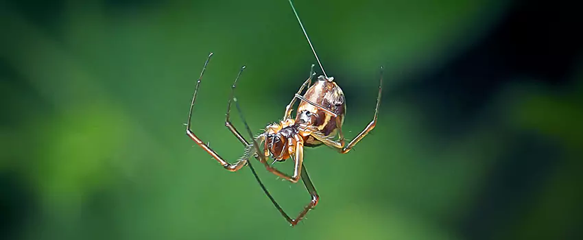 Spider and Mosquito Control Solutions Lakewood, CA
