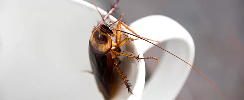 cockroach-treatment in Lakewood, CA