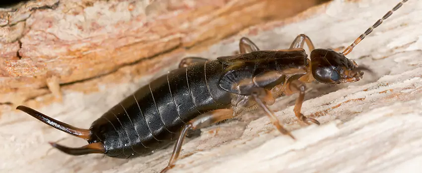 earwig-control in Lakewood, CA