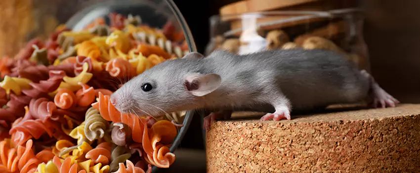 mouse-exterminator in Lakewood, CA