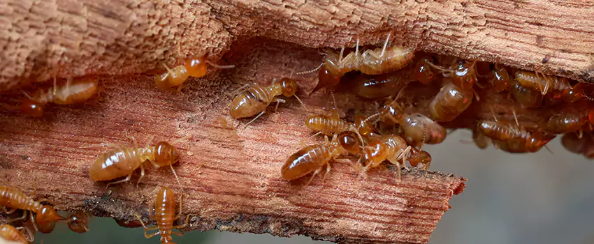termite-treatment in Lakewood, CA