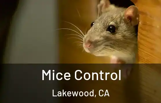 Mice Control Lakewood, CA
