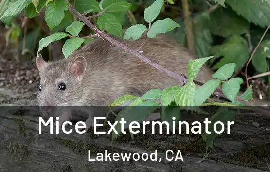  Mice Exterminator Lakewood, CA
