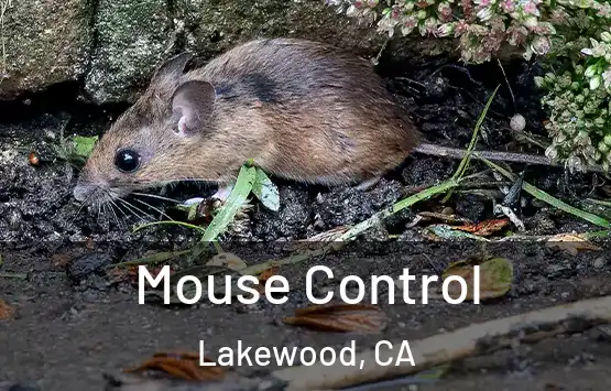  Mouse Control Lakewood, CA