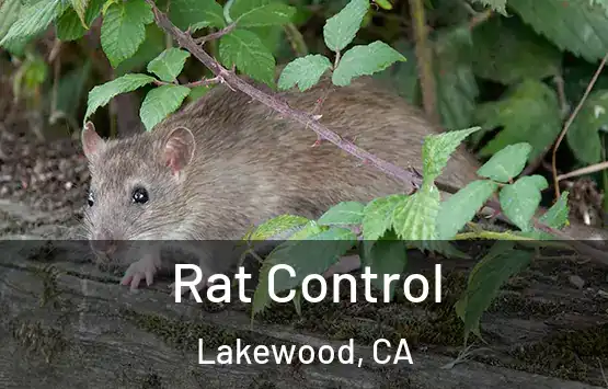  Rat Control Lakewood, CA