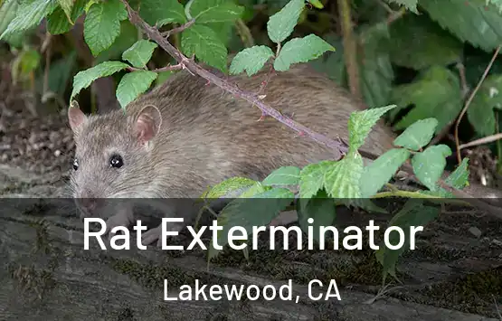  Rat Exterminator Lakewood, CA