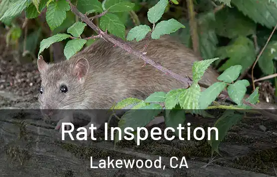  Rat Inspection Lakewood, CA