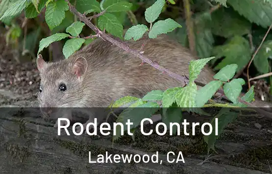 Rodent Control Lakewood, CA