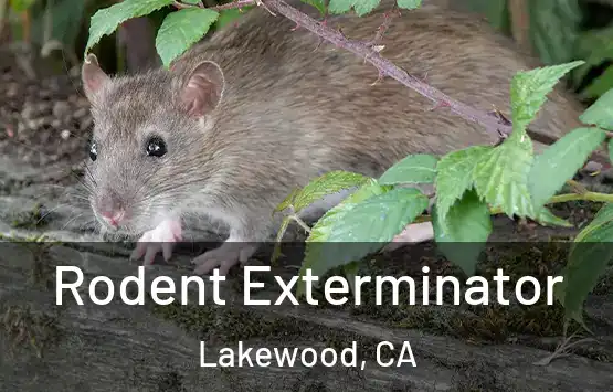  Rodent Exterminator Lakewood, CA