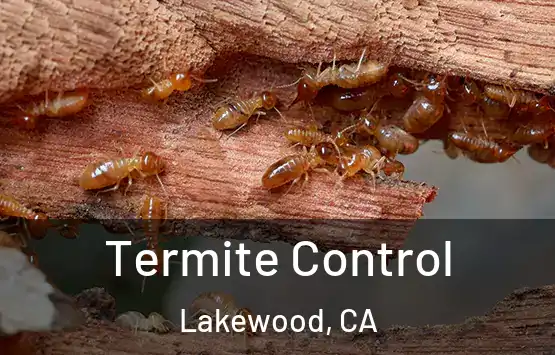  Termite Control Lakewood, CA
