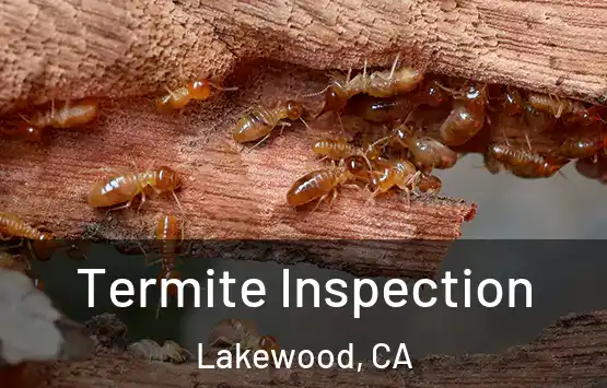  Termite Inspection Lakewood, CA