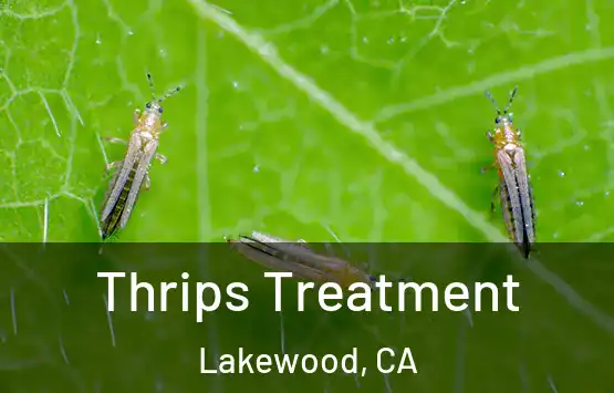  Thrips Treatment Lakewood, CA